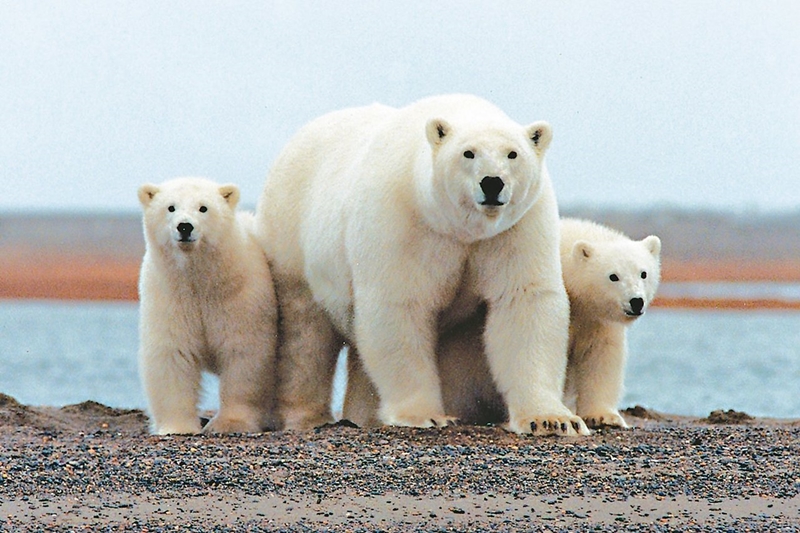 人類的方便，壓迫了北極熊的生存空間